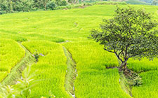 The official website of shennong